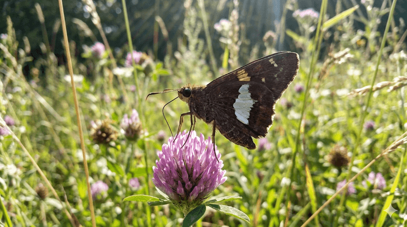 Silver-spotted Skipper